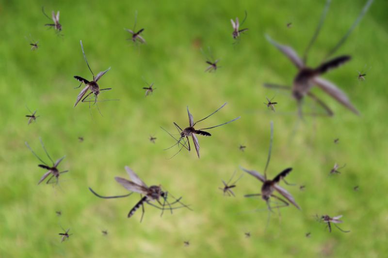 Fly Pest Control in Rockwall, TX