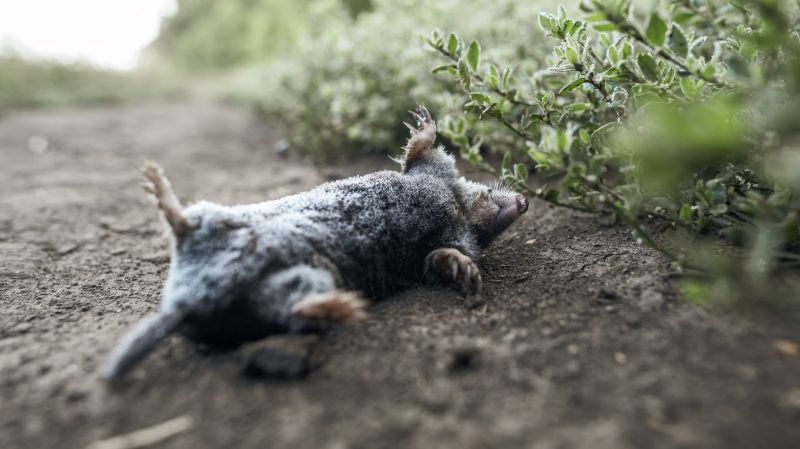 How Moles Disrupt Root Systems And Landscape Drainage