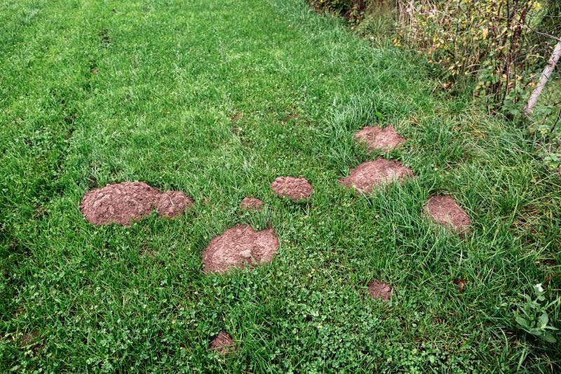 How Moles Disrupt Root Systems And Landscape Drainage