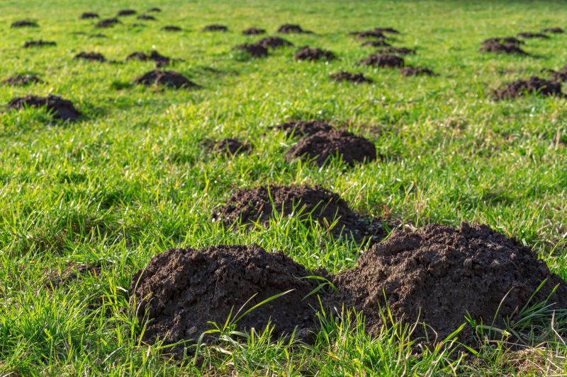 Lawn Damage from Moles
