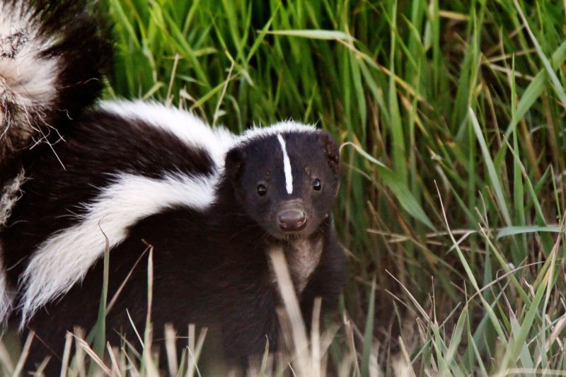 Skunk Sightings