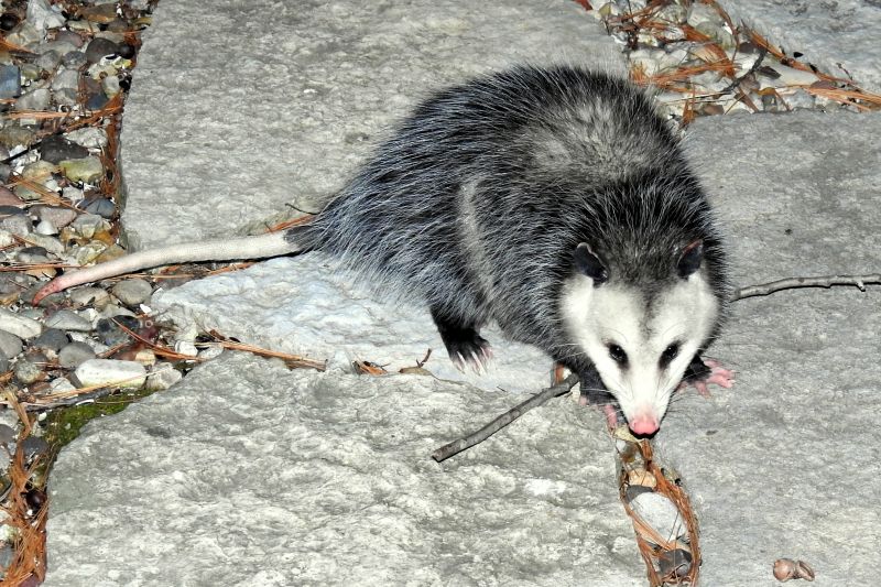 Opossum in Yard