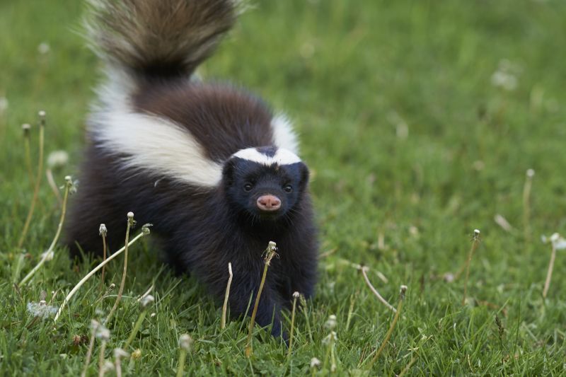 Skunk Encounter